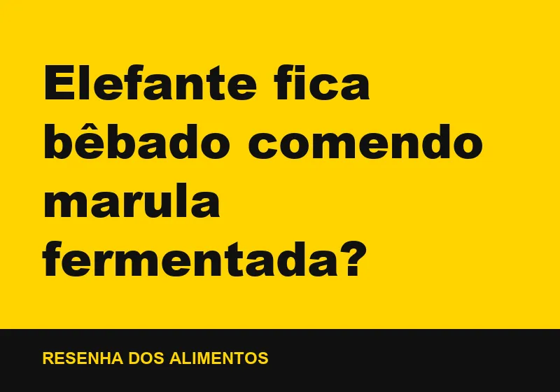 Elefante fica bêbado comendo marula fermentada?